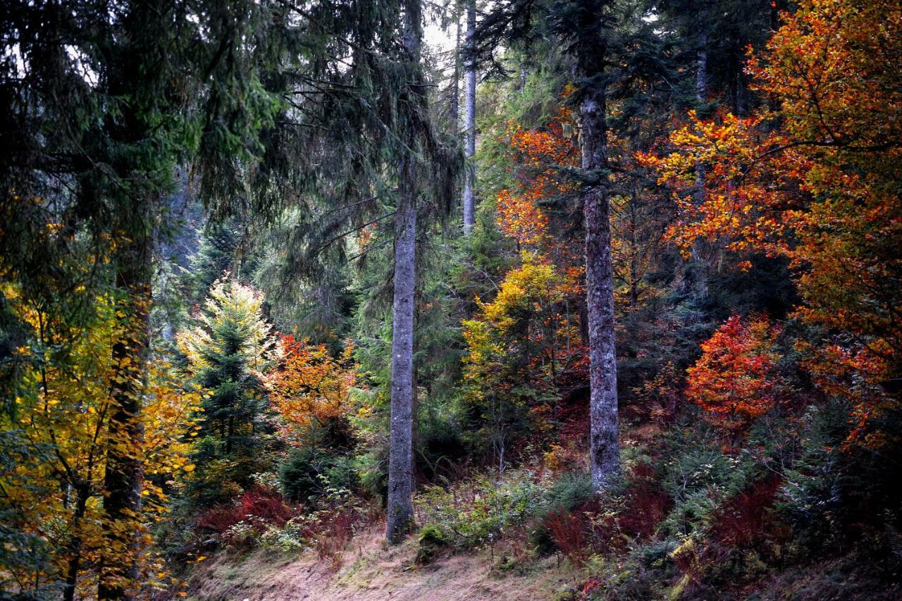 C4 Albmatte-Fewo Sauna, Hallenbad Aussenbecken Massagen Nebenan Menzenschwand-Hinterdorf Dış mekan fotoğraf