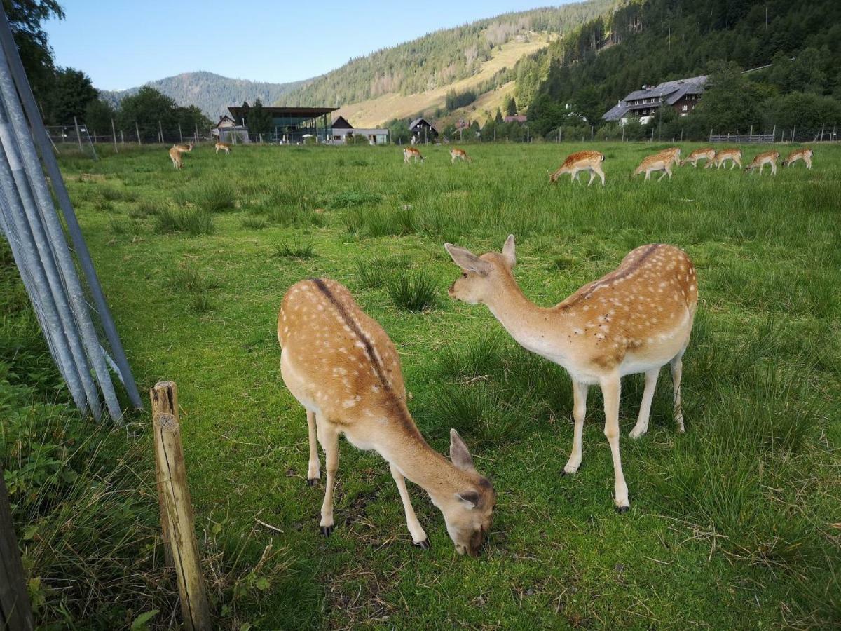 C4 Albmatte-Fewo Sauna, Hallenbad Aussenbecken Massagen Nebenan Menzenschwand-Hinterdorf Dış mekan fotoğraf